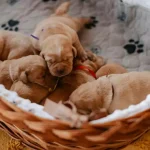 Cuidar de Cachorro Filhote em Casa: Guia Completo Passo a Passo