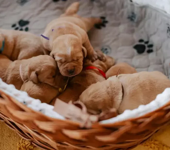 cuidar de cachorro filhote