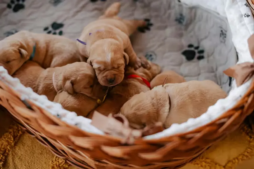Cuidar de Cachorro Filhote em Casa: Guia Completo Passo a Passo